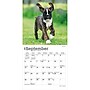 2027 BrownTrout Boxer Puppies 7" x 7" Monthly Wall Calendar, Assorted Colors (9798330709946)~#|#~FC365F6A-0411-4E09-AF732EF0472A9E34_sc7
