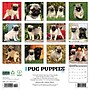 2026 Willow Creek Pug Puppies 12" x 12" Monthly Wall Calendar (52495)~#|#~FC4EDE8D-6541-4EF7-9A1E404358DB1E03_sc7