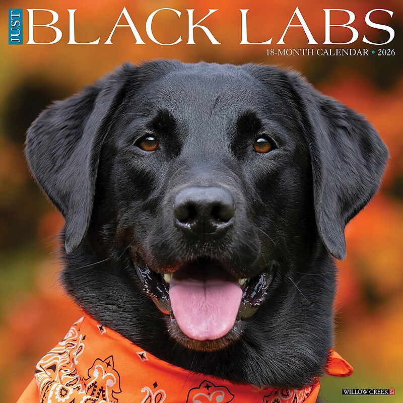 2026 Willow Creek Black Labs 12" x 12" Monthly Wall Calendar (50316) image 1