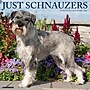 2026 Willow Creek Schnauzers 12" x 12" Monthly Wall Calendar (52686)~#|#~FC84D09B-6CF6-434F-96C94B18A6E29D31_sc7