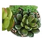 Monarch Specialties Inc. Succulents in Pots, 2/Pack (I 9588)~#|#~FCCFD094-721E-4DE9-B03A10D442F6FD48_sc7