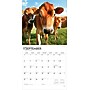 2026 BrownTrout Cows 12" x 12" Monthly Wall Calendar (9798330703067)~#|#~FD4DDE19-03D5-4212-B0FBCE18A2DA4080_sc7
