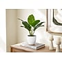 Monarch Specialties Inc. 17" Artificial Aureum Plant in Pot (I 9502)~#|#~FD61354A-7488-4900-96873792BD9BAA49_sc7