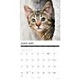 2027 Willow Creek Tabby Cats 12" x 12" Monthly Wall Calendar, Assorted Colors (62531)~#|#~FD83328F-1AA5-4C80-9193601D7F8C9780_sc7