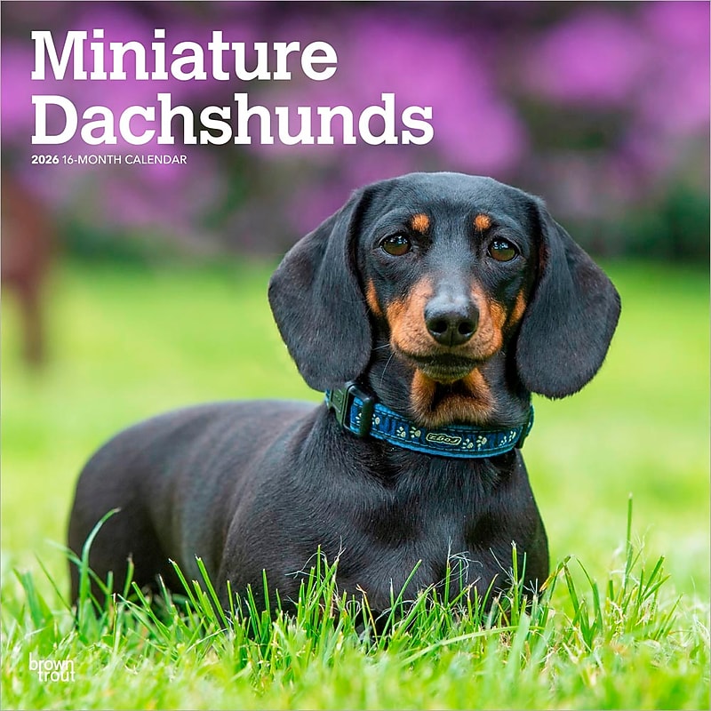 2026 BrownTrout Miniature Dachshunds 12" x 12" Monthly Wall Calendar (9798330703135) image 1