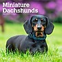 2026 BrownTrout Miniature Dachshunds 12" x 12" Monthly Wall Calendar (9798330703135)~#|#~FDA798B3-1EC7-42A9-BCBF2F0932ABEFB2_sc7
