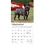 2026 BrownTrout French Bulldogs 7" x 7" Monthly Wall Calendar (9798330703296)~#|#~FDBE9B53-A4B6-4294-82E4647C2DD7F008_sc7