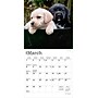 2026 BrownTrout Lab Puppies 7" x 7" Monthly Wall Calendar (9798330704163)~#|#~FE51B69A-D7C9-48DD-A26B190BE458A287_sc7