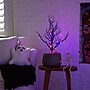Nearly Natural Pre-Lit Artificial Halloween Black Spooky Twig Tree, 2' (T5233)~#|#~FE9289A5-EFB3-47ED-A180BEB213995CB9_sc7