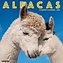 2026 Willow Creek Alpacas 12" x 12" Monthly Wall Calendar (49792)~#|#~FEA002E3-8BD7-4529-94EFEAE4C3068266_sc7