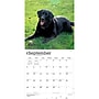 2027 BrownTrout Black Labrador Retrievers 12" x 12" Monthly Wall Calendar (9798330712557)~#|#~FEC877D2-0DC6-41AF-BFEB86A8A1ED3E5A_sc7