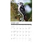 2027 Willow Creek Garden Birds of North America 12" x 12" Monthly Wall Calendar, Assorted Colors (60315)~#|#~FF040FB0-7787-43A3-A421BAC8B446C0FF_sc7