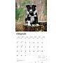 2026 BrownTrout Border Collie Puppies 12" x 12" Monthly Wall Calendar (9798330702541)~#|#~FF3D0AD7-AB93-47F1-A1E1295147FBCDD4_sc7