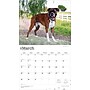 2026 BrownTrout For the Love of Boxers 14" x 12" Monthly Wall Calendar (9798330707126)~#|#~FF687037-DEDB-4A02-A52F4A24D422CED0_sc7