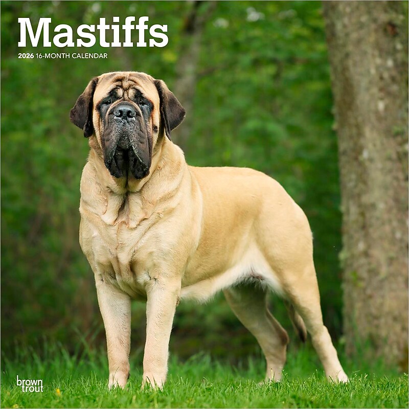 2026 BrownTrout Mastiffs 12" x 12" Monthly Wall Calendar (9798330704538) image 1