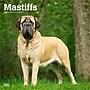 2026 BrownTrout Mastiffs 12" x 12" Monthly Wall Calendar (9798330704538)~#|#~FF7BB447-D0D5-4A93-B5F7511C135689EB_sc7