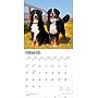 2026 BrownTrout Bernese Mountain Dogs 12" x 12" Monthly Wall Calendar (9798330702398)~#|#~FF7CDB52-B4D7-4627-ADD5B99A6699BF77_sc7