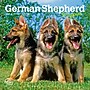 2027 BrownTrout German Shepherd Puppies 7" x 7" Monthly Wall Calendar, Assorted Colors (9798330714780)~#|#~FFB56E48-EE53-4A43-A593306B9DF7DA77_sc7