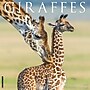2027 Willow Creek Giraffes 12" x 12" Monthly Wall Calendar (60421)~#|#~FFEC1E3E-602E-485C-B15B2EE10C528B46_sc7