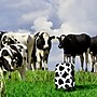 InUSA Prints 22.88" Hardside Suitcase, 4-Wheeled Spinner, TSA Checkpoint Friendly, Cow Animal Print (IUAPC00S-COW)~#|#~FFEE2708-0A6E-410F-A99A84F76BAE27B5_sc7