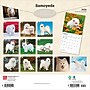 2026 BrownTrout Samoyeds 12" x 12" Monthly Wall Calendar (9798330705412)~#|#~FFF2B81A-360E-4C16-A9FDE31FED1C3686_sc7