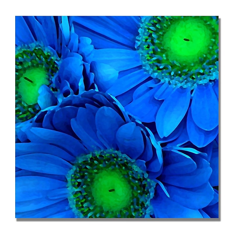 Trademark Fine Art Amy Vangsgard 'Blue Gerber Daisies' Canvas Art image 1