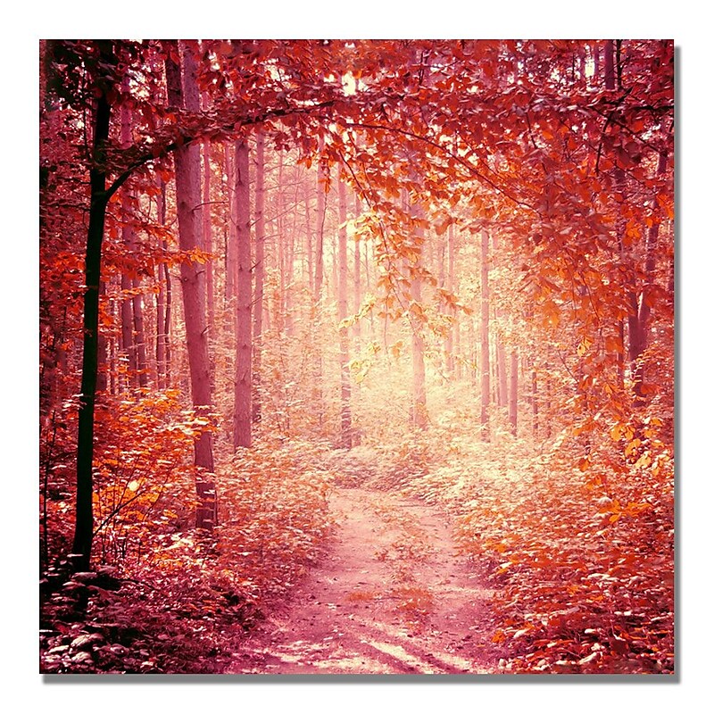Trademark Fine Art Beata Czyzowska Young 'Enchanted Forest' Canvas Art image 1