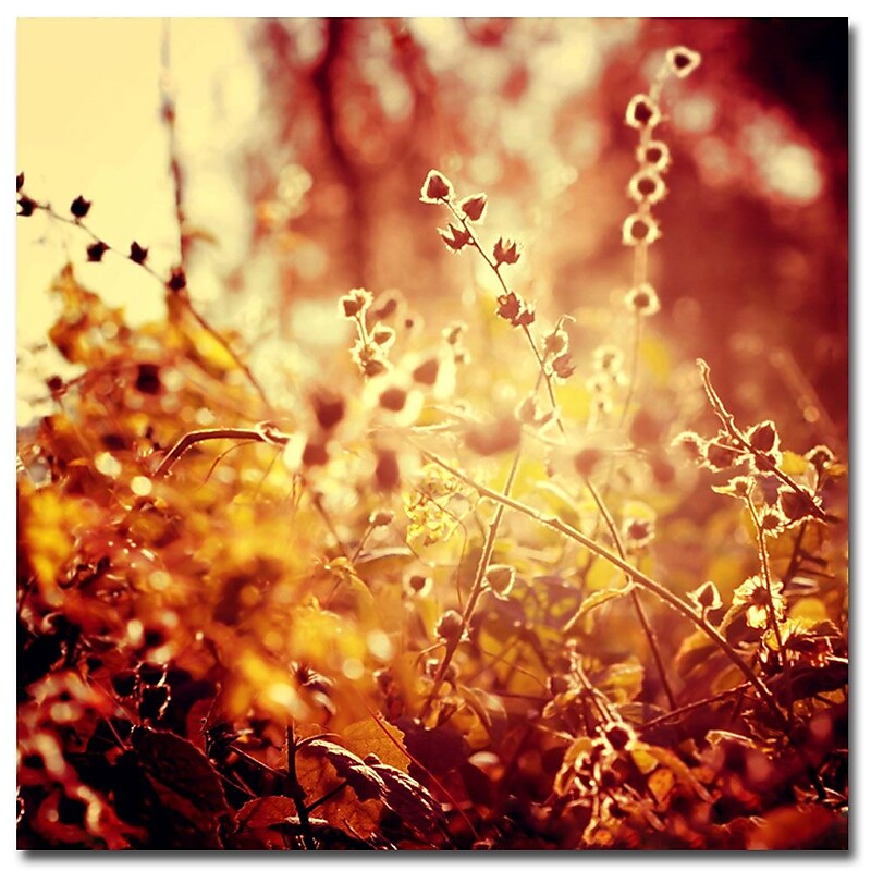 Trademark Fine Art Beata Czyzowska Young 'Sunset in my Garden' Canvas Art image 1