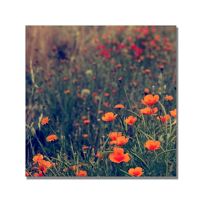 Trademark Fine Art Beata Czyzowska 'Field of Dreams' Canvas Art image 1