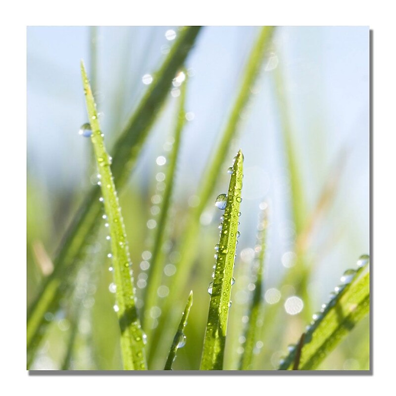 Trademark Fine Art Beata Czyzowska 'Morning Melody' Canvas Art image 1