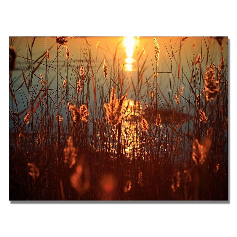 Trademark Fine Art Beata Czyzowska 'Summer Nights' Canvas Art image 1