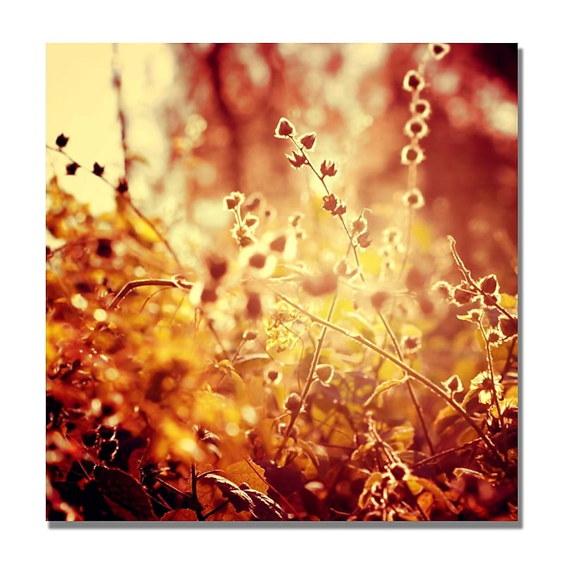Trademark Fine Art Beata Czyzowska 'Sunset in my Garden' Canvas Art image 1