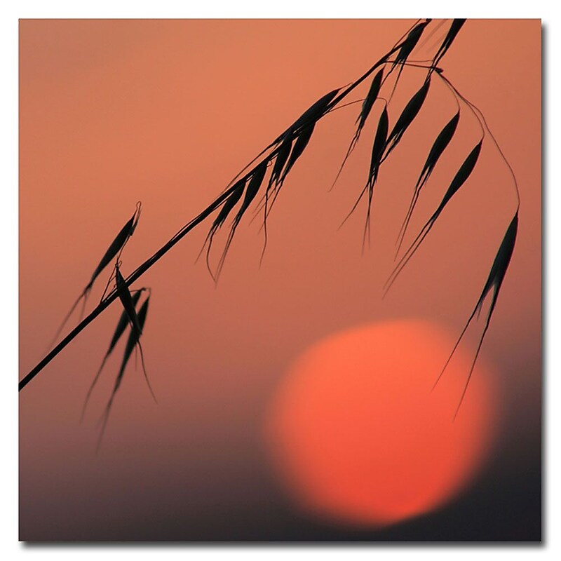 Trademark Fine Art Beata Czyzowska 'Sunset Sonata' Canvas Art 24x24 Inches image 1