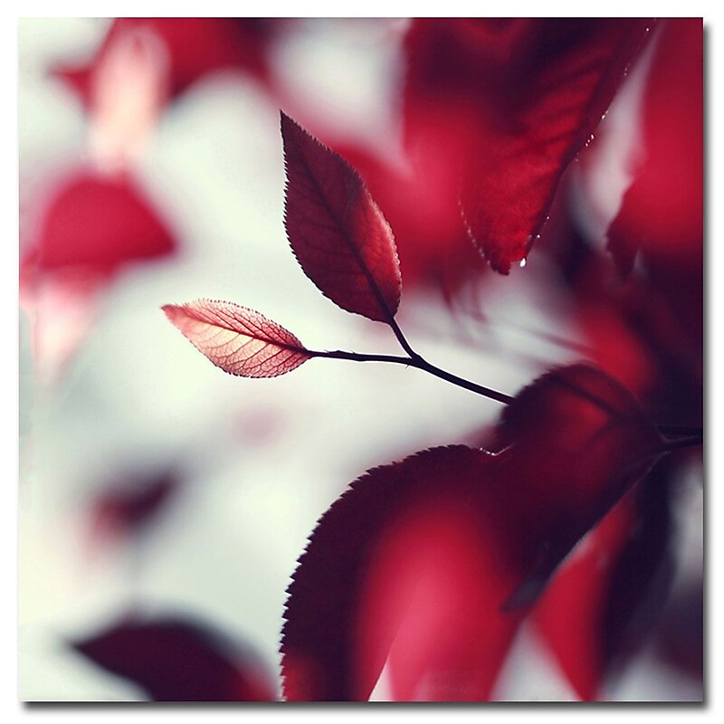 Trademark Fine Art Beata Czyzowska Young 'When Spring is Red' Canvas Art 24x24 Inches image 1