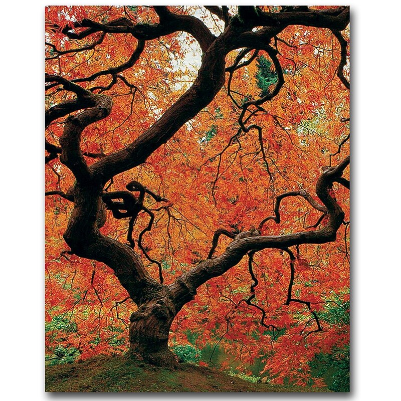 Trademark Fine Art David Farley 'Japanese Tree I' Canvas Art 24x32 Inches image 1