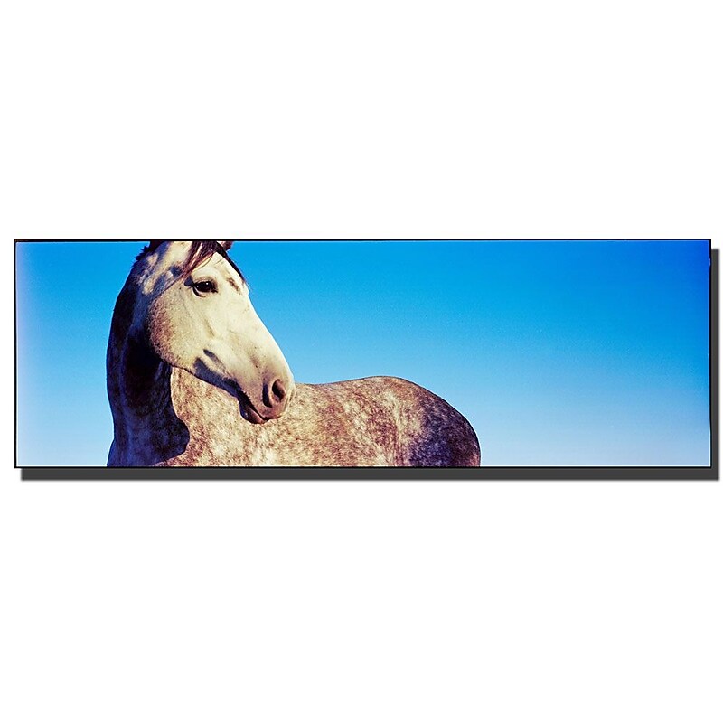 Trademark Fine Art Kentucky White Horse by Preston-Ready to Hang Art 8x24 Inches image 1