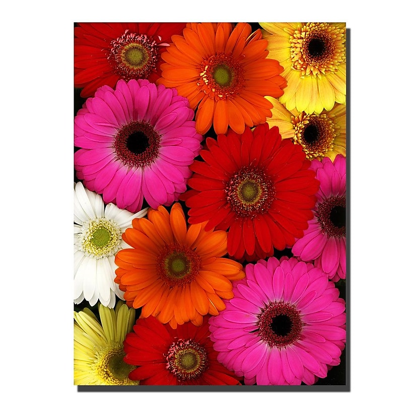 Trademark Fine Art Preston 'Flowers' Canvas Art Ready to Hang image 1