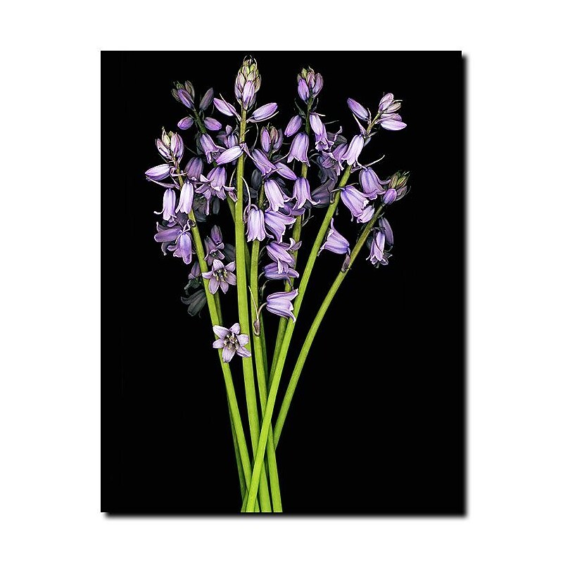Trademark Fine Art Preston, 'Pure' Canvas Art 18x24 Inches image 1