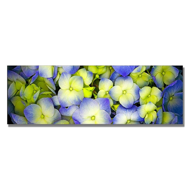 Trademark Fine Art 'Hydraengas' 18" x 24" Canvas Art image 1