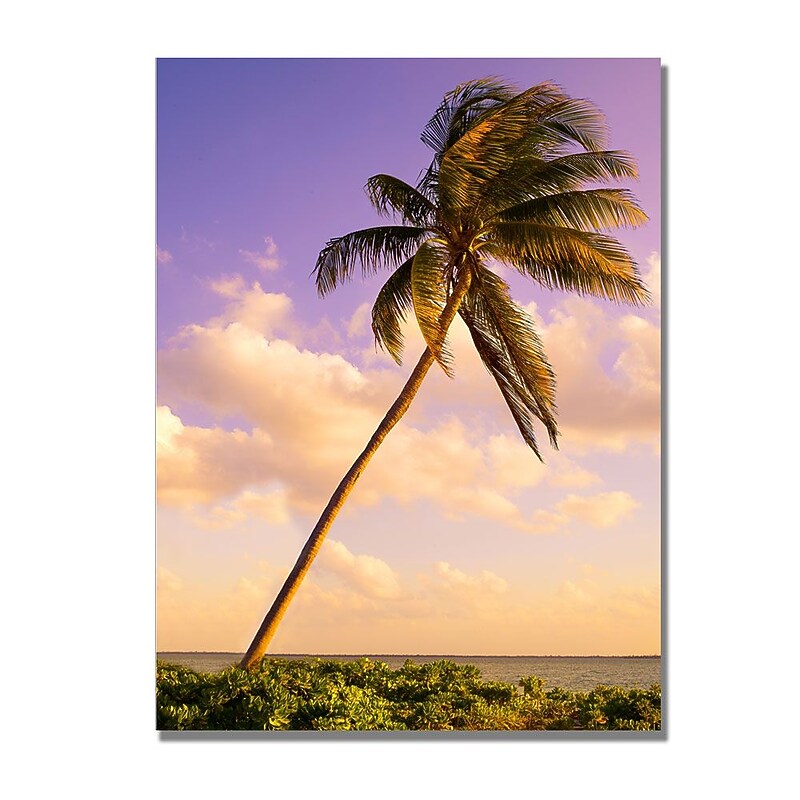 Trademark Fine Art 'Lone Palm' 18" x 24" Canvas Art image 1