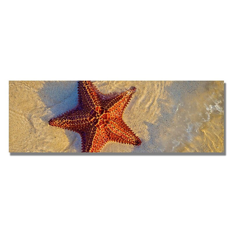 Trademark Fine Art 'Starfish' 18" x 24" Canvas Art image 1