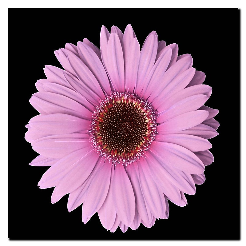 Trademark Fine Art Pink Gerber Daisy 18x18 Inches image 1