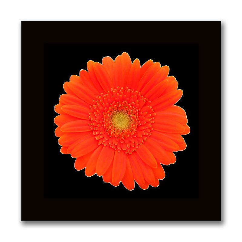 Trademark Fine Art Orange Gerber Daisy-Ready to Hang Canvas Art image 1