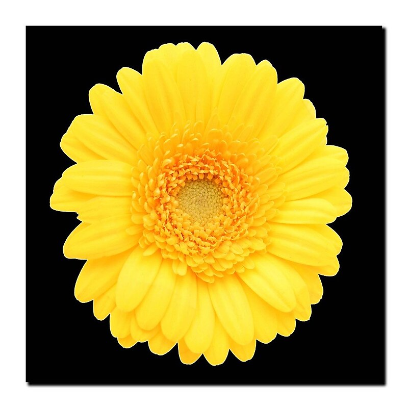 Trademark Fine Art Yellow Gerber Daisy-Ready to Hang Canvas Art 14x14 Inches image 1