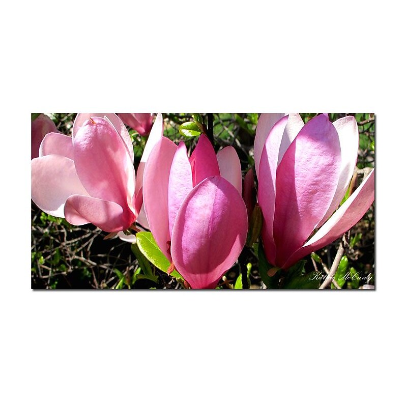 Trademark Fine Art Kathie McCurdy 'Magnolia' Canvas Art 16x32 Inches image 1