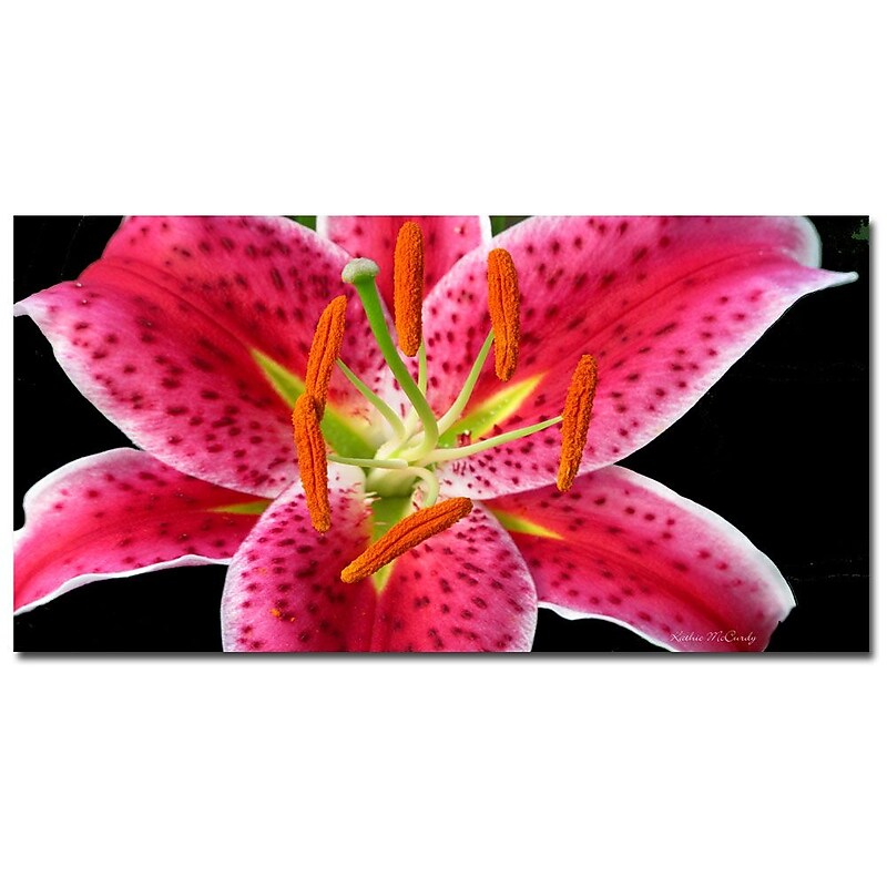 Trademark Fine Art Kathie McCurdy 'Stargazer Lily' Canvas Art 24x47 Inches, KM0142-C2447GG image 1