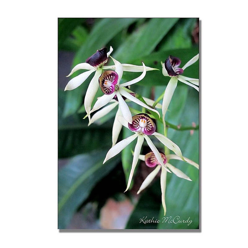 Trademark Fine Art Kathie McCurdy 'Orchids II' Canvas Art 16x24 Inches image 1