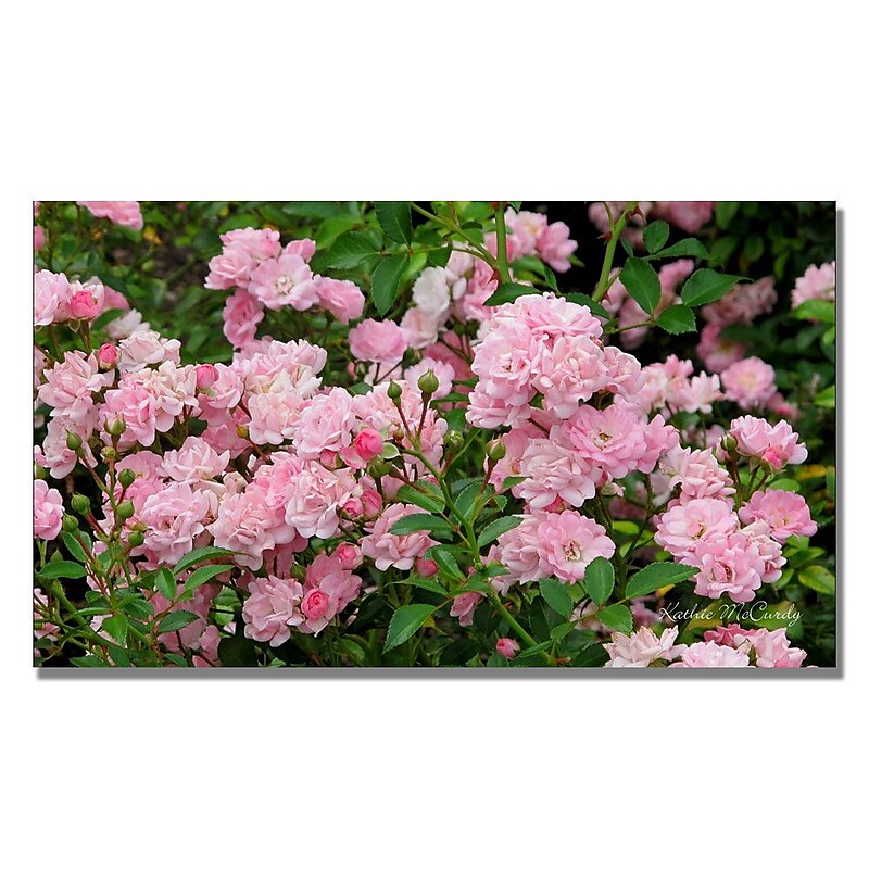 Trademark Fine Art Kathie McCurdy 'Pink Roses' Canvas Art 14x24 Inches image 1