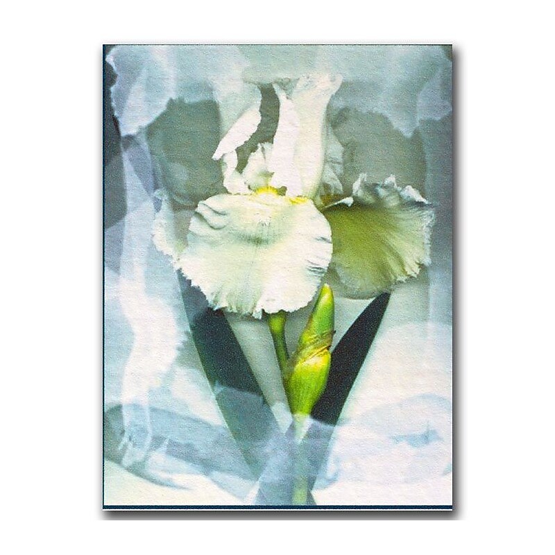 Trademark Fine Art Kathie McCurdy 'Sheer White Iris' Canvas Art Ready to Hang 18x24 Inches image 1