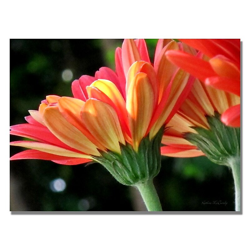 Trademark Fine Art Kathie McCurdy 'Green Zinnia' Canvas Art image 1